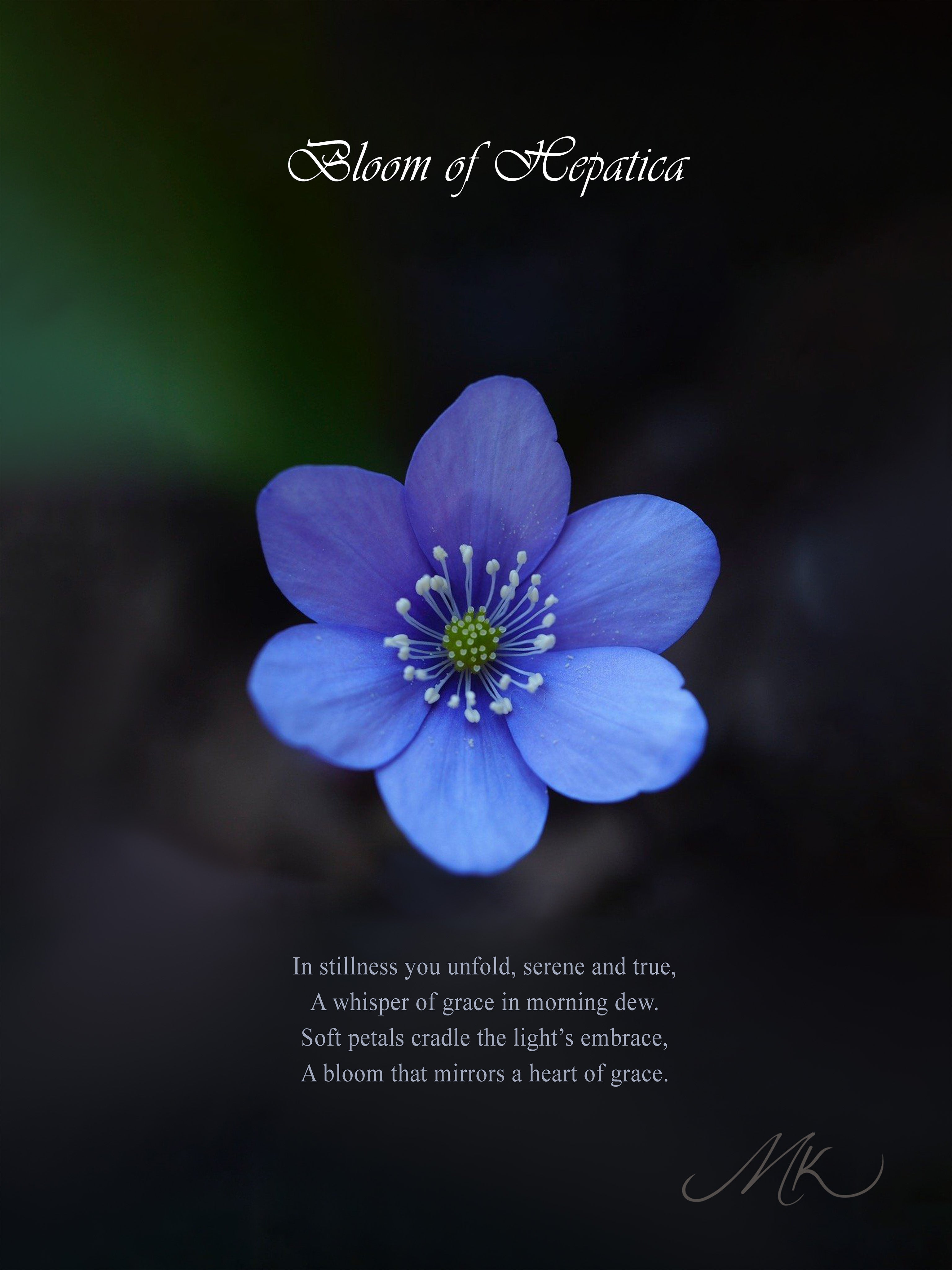 Bloom of Hepatica Ring [ENGRAVABLE]